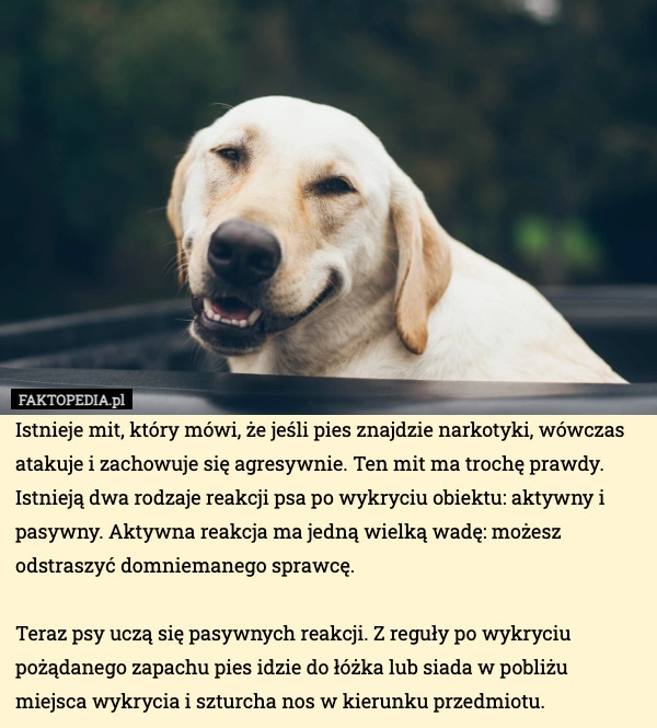 
    Istnieje mit, który mówi, że jeśli pies znajdzie narkotyki, wówczas atakuje