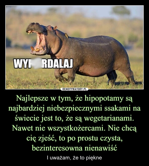 
    Najlepsze w tym, że hipopotamy są najbardziej niebezpiecznymi ssakami na świecie jest to, że są wegetarianami. Nawet nie wszystkożercami. Nie chcą cię zjeść, to po prostu czysta, bezinteresowna nienawiść