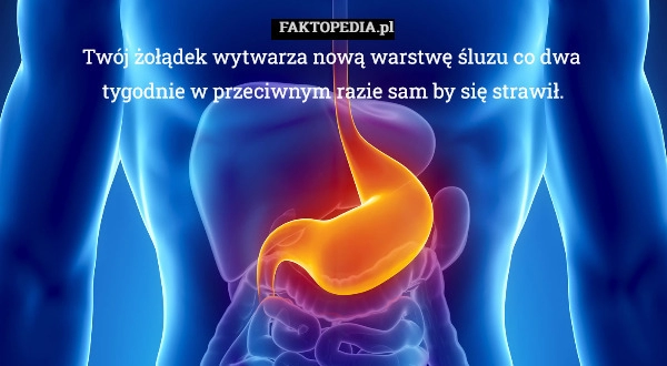 
    Twój żołądek wytwarza nową warstwę śluzu co dwa 
tygodnie w przeciwnym razie