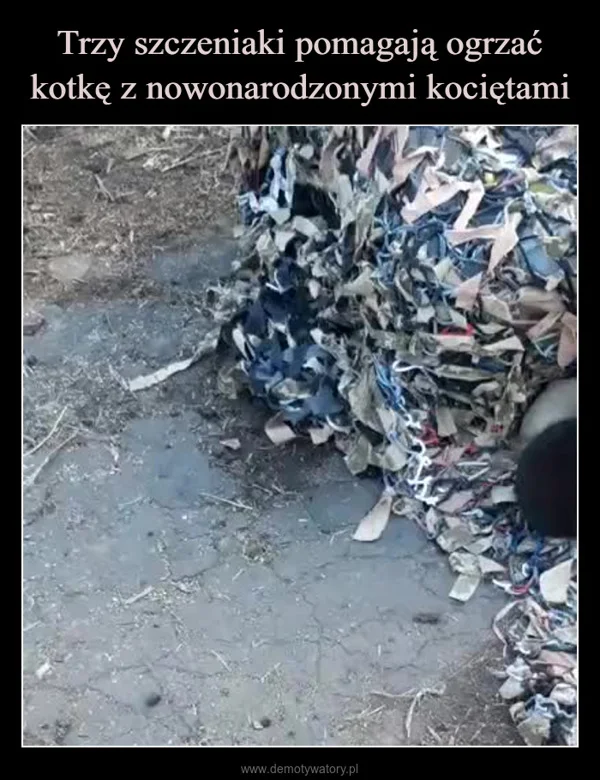 
    Trzy szczeniaki pomagają ogrzać kotkę z nowonarodzonymi kociętami