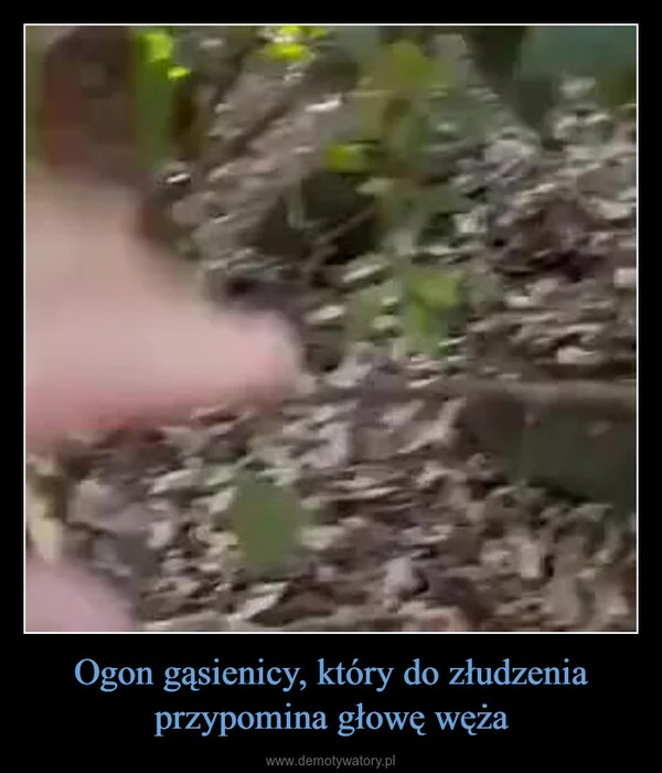 Ogon gąsienicy, który do złudzenia przypomina głowę węża