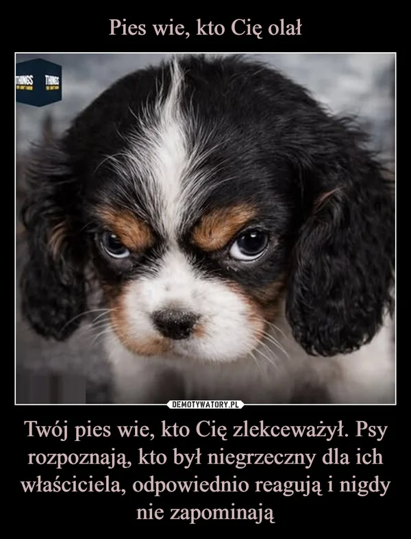 
    Pies wie, kto Cię olał Twój pies wie, kto Cię zlekceważył. Psy rozpoznają, kto był niegrzeczny dla ich właściciela, odpowiednio reagują i nigdy nie zapominają