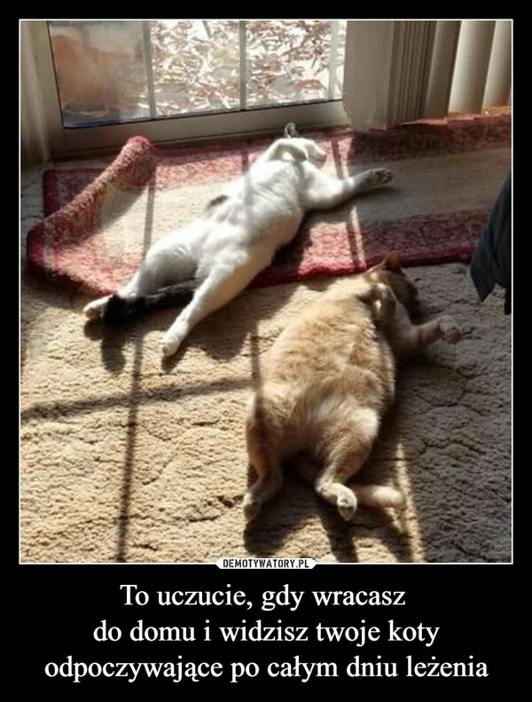 
    To uczucie, gdy wracasz do domu i widzisz twoje koty odpoczywające po całym dniu leżenia