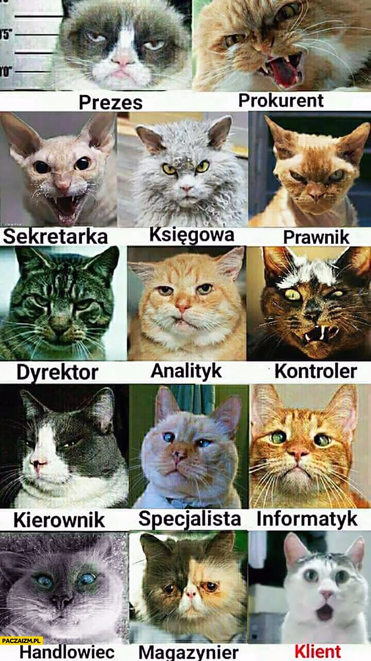 
    Typowa firma z kotów koty: prezes, prokurent, sekretarka, księgowa, prawnik, dyrektor, analityk, kontroler, kierownik, specjalista, informatyk, handlowiec, magazynier, klient