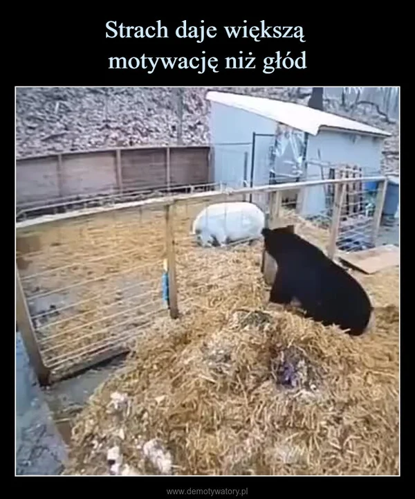 
    Strach daje większą motywację niż głód