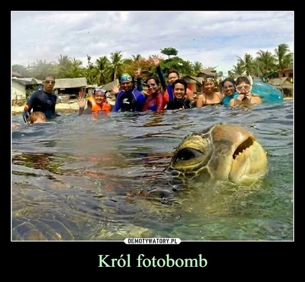 
    Król fotobomb