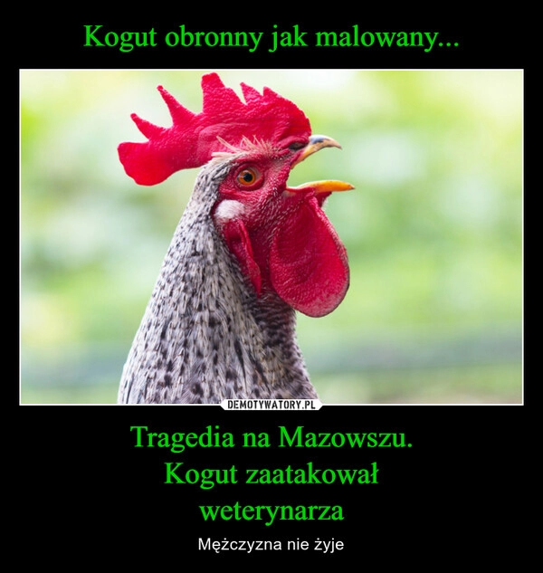 
    Kogut obronny jak malowany... Tragedia na Mazowszu.
Kogut zaatakował
weterynarza