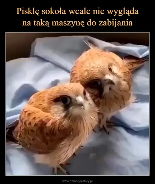 
    Pisklę sokoła wcale nie wygląda na taką maszynę do zabijania