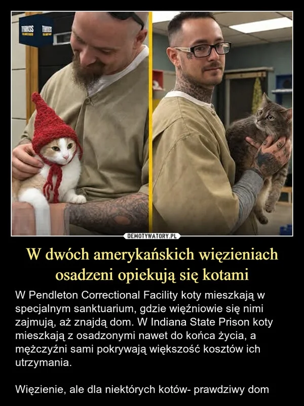 W dwóch amerykańskich więzieniach osadzeni opiekują się kotami