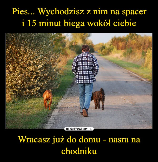 Pies... Wychodzisz z nim na spacer i 15 minut biega wokół ciebie Wracasz już do domu - nasra na chodniku