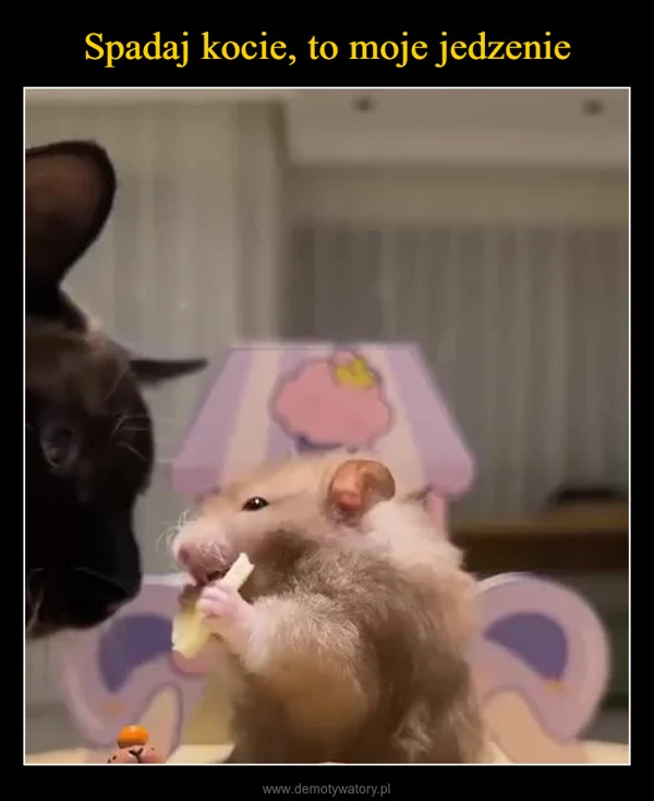 
    Spadaj kocie, to moje jedzenie