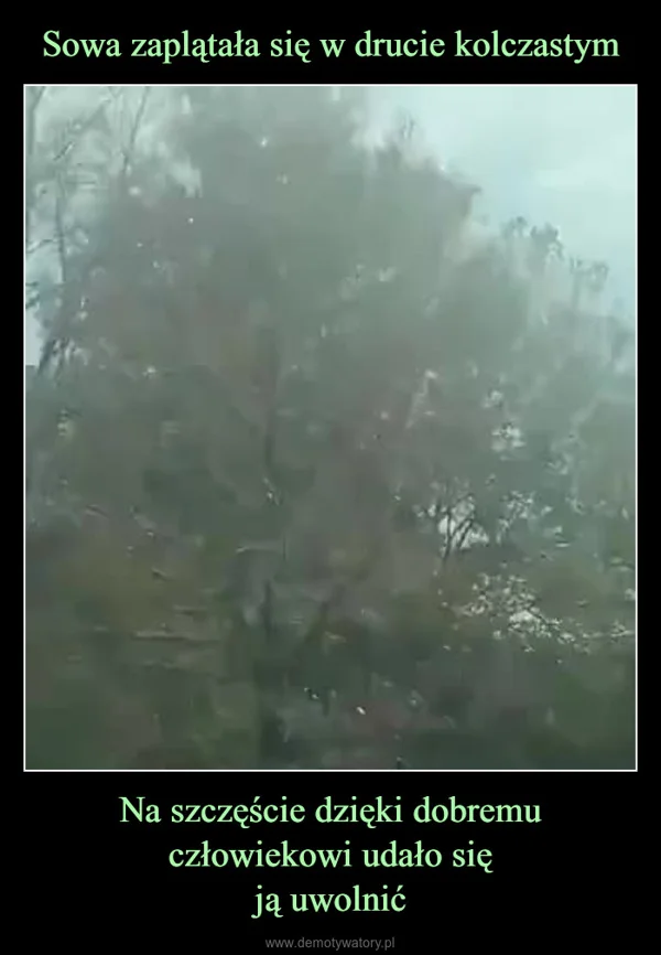 
    Sowa zaplątała się w drucie kolczastym Na szczęście dzięki dobremu człowiekowi udało się ją uwolnić