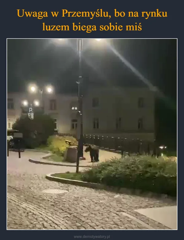 Uwaga w Przemyślu, bo na rynku luzem biega sobie miś