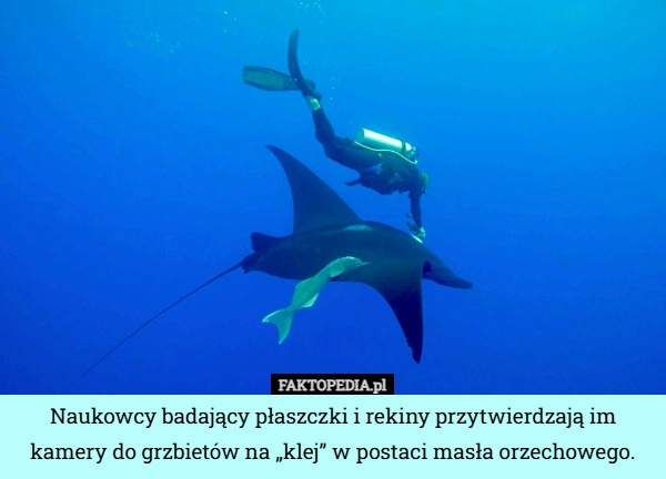 
    Naukowcy badający płaszczki i rekiny przytwierdzają im kamery do grzbietów...