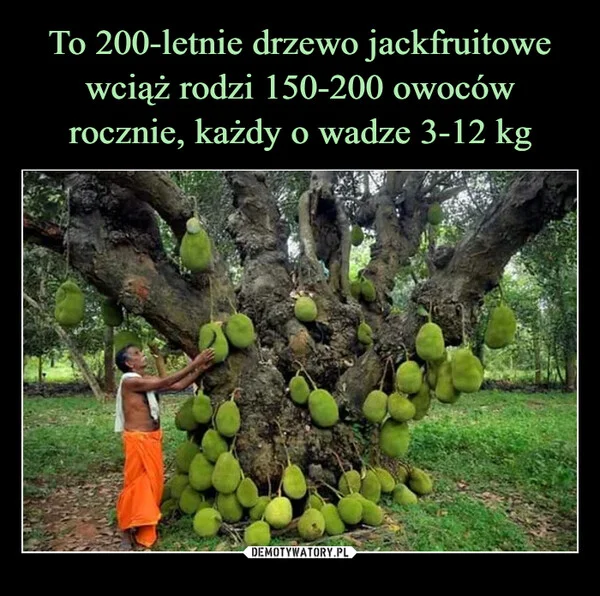 
    To 200-letnie drzewo jackfruitowe wciąż rodzi 150-200 owoców rocznie, każdy o wadze 3-12 kg