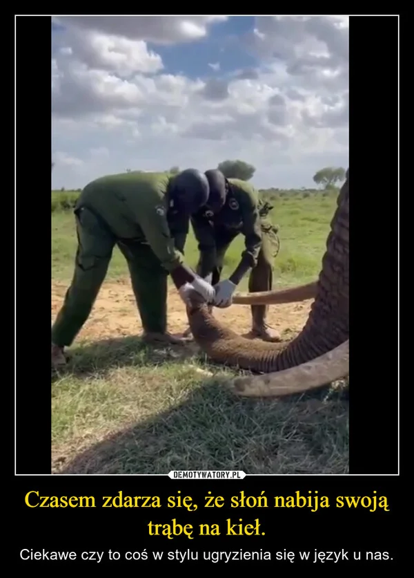 
    Czasem zdarza się, że słoń nabija swoją trąbę na kieł.