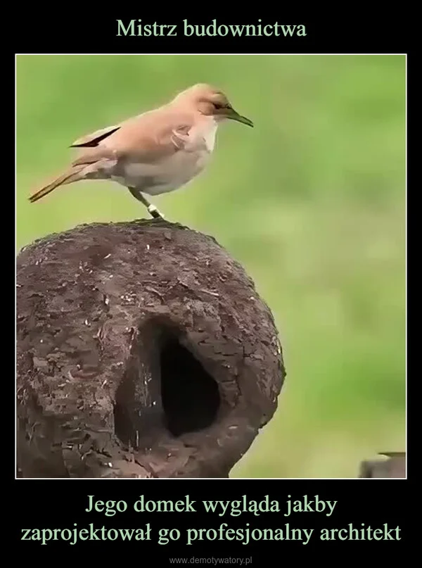 
    Mistrz budownictwa Jego domek wygląda jakby zaprojektował go profesjonalny architekt
