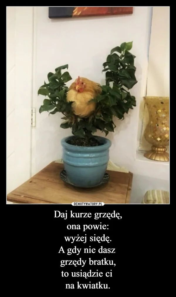 
    Daj kurze grzędę, ona powie: wyżej siędę. A gdy nie dasz grzędy bratku, to usiądzie ci na kwiatku.