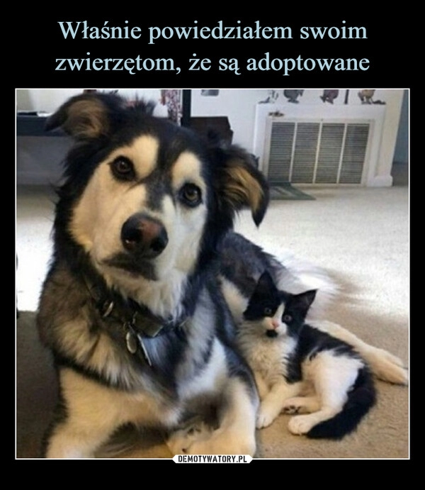 
    Właśnie powiedziałem swoim zwierzętom, że są adoptowane