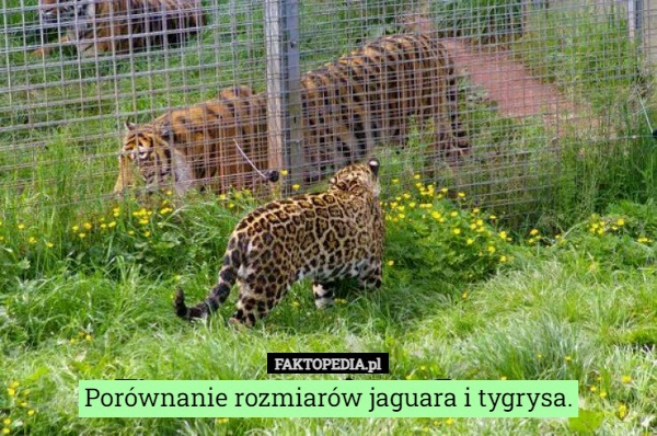 
    Porównanie rozmiarów jaguara i tygrysa.