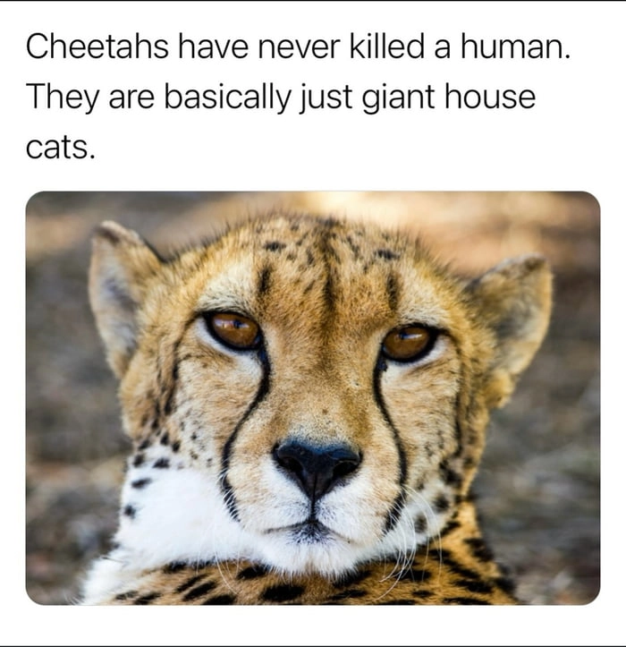 
    Good guy cheetah
