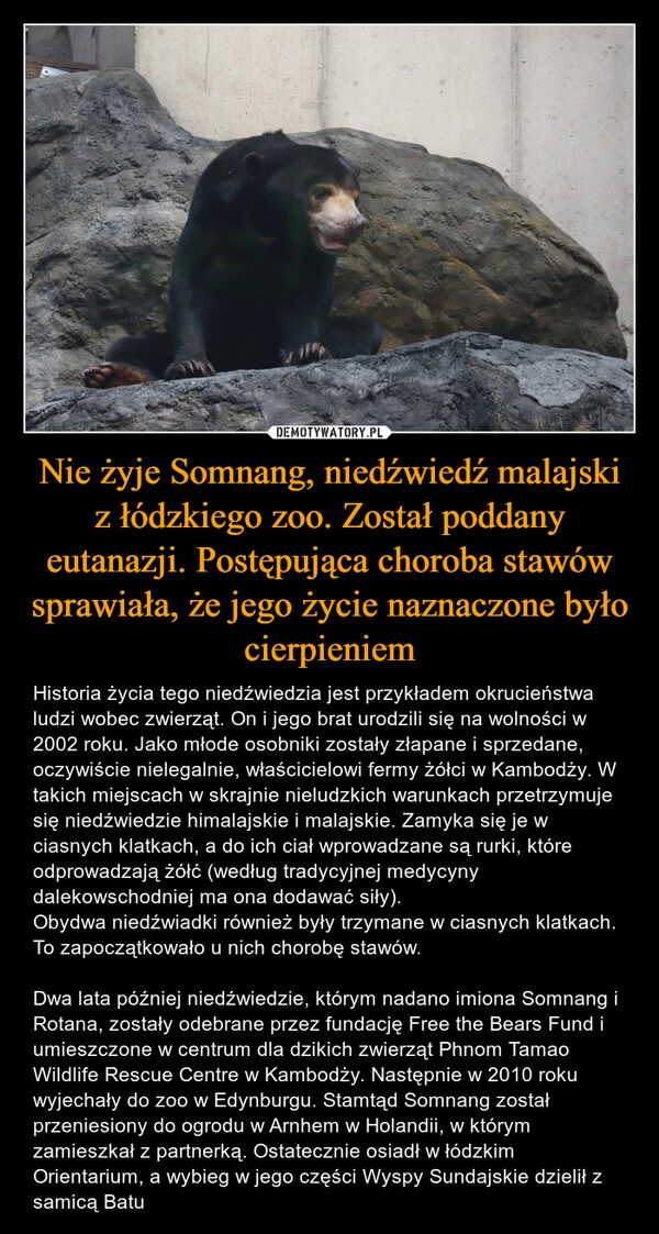 
    Nie żyje Somnang, niedźwiedź malajski z łódzkiego zoo. Został poddany eutanazji. Postępująca choroba stawów sprawiała, że jego życie naznaczone było cierpieniem