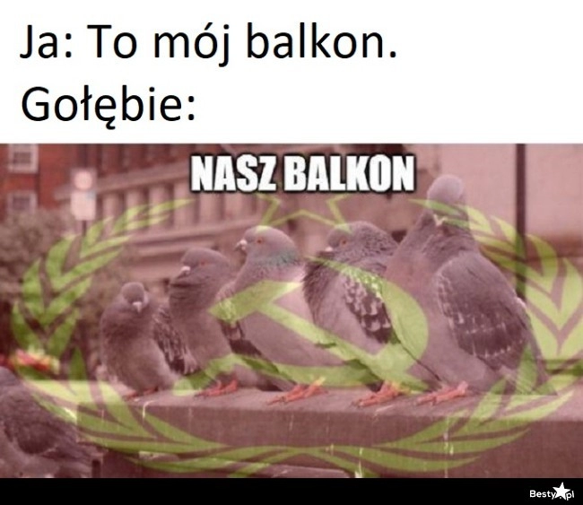 
    Gołębie 