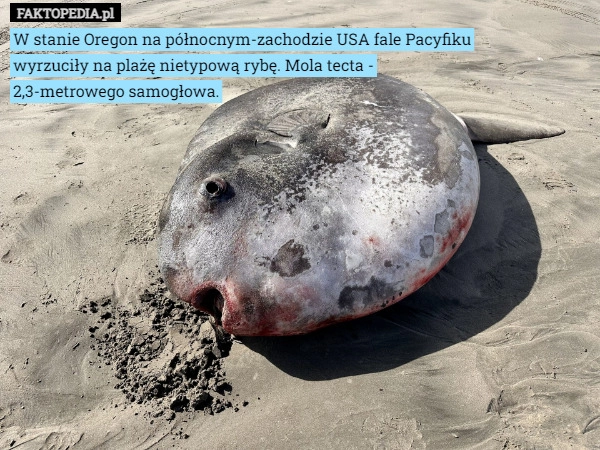 
    W stanie Oregon na północnym-zachodzie USA fale Pacyfiku wyrzuciły na plażę