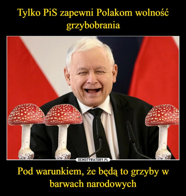 
    Tylko PiS zapewni Polakom wolność grzybobrania Pod warunkiem, że będą to grzyby w barwach narodowych