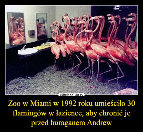 
    Zoo w Miami w 1992 roku umieściło 30 flamingów w łazience, aby chronić je przed huraganem Andrew