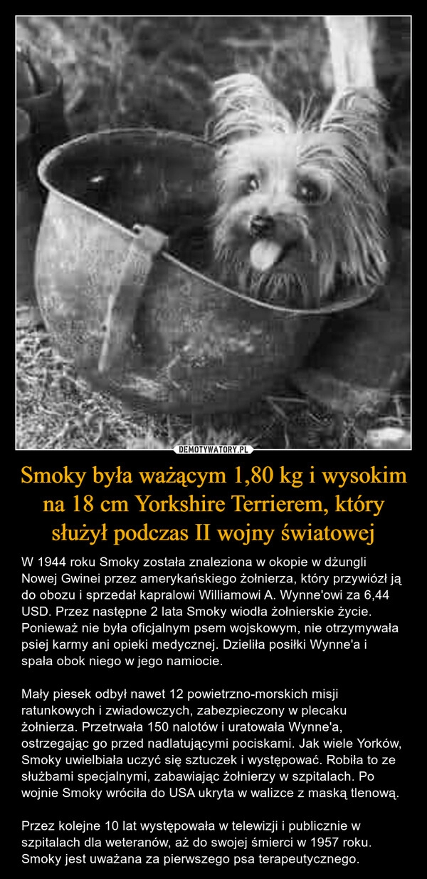 
    Smoky była ważącym 1,80 kg i wysokim na 18 cm Yorkshire Terrierem, który służył podczas II wojny światowej