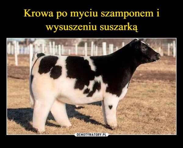 
    Krowa po myciu szamponem i wysuszeniu suszarką