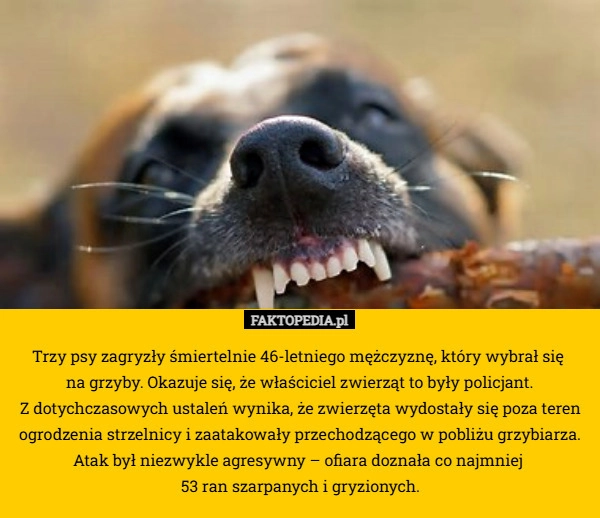 
    Trzy psy zagryzły śmiertelnie 46-letniego mężczyznę, który wybrał się 
na