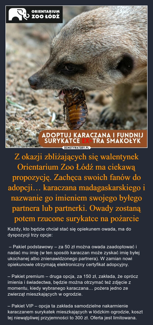 
    Z okazji zbliżających się walentynek Orientarium Zoo Łódź ma ciekawą propozycję. Zachęca swoich fanów do adopcji… karaczana madagaskarskiego i nazwanie go imieniem swojego byłego partnera lub partnerki. Owady zostaną potem rzucone surykatce na pożarcie