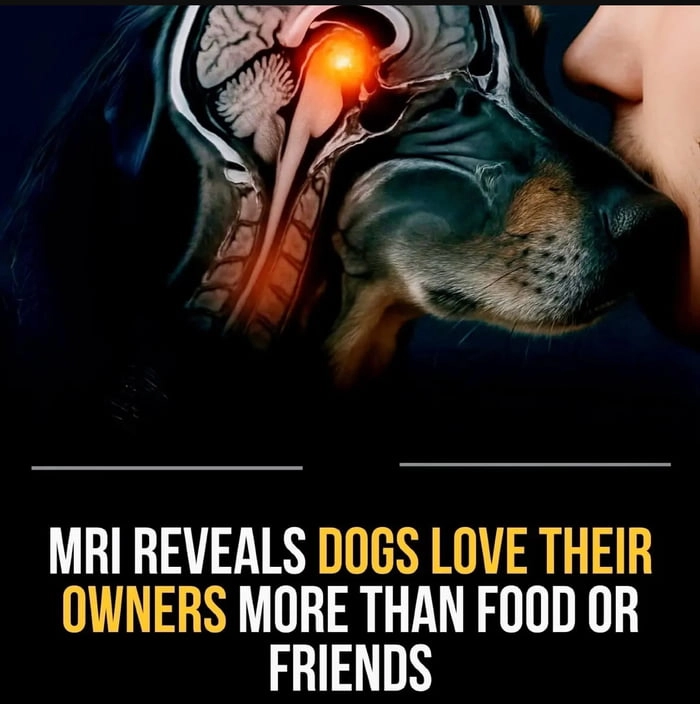
    Man’s Best Friend