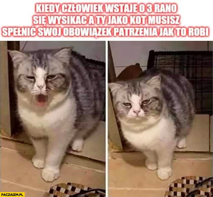 
    Zaspany kot kiedy człowiek wstaje o 3 rano się wysikać a Ty jako kot musisz spełnić swój obowiązek patrzenia jak to robi