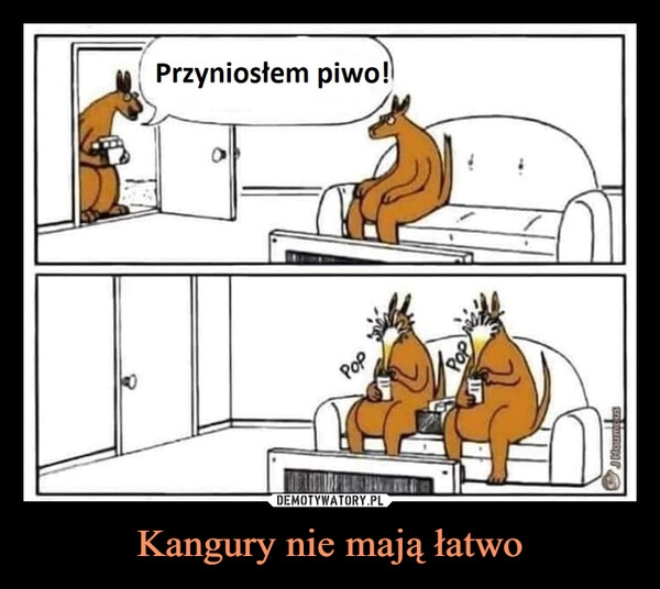 
    Kangury nie mają łatwo