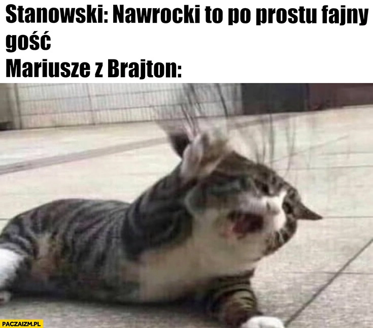 
    Stanowski: Nawrocki to po prostu fajny gość, Mariusze z Brighton reakcja kot kotek