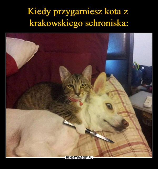 
    Kiedy przygarniesz kota z 
krakowskiego schroniska: