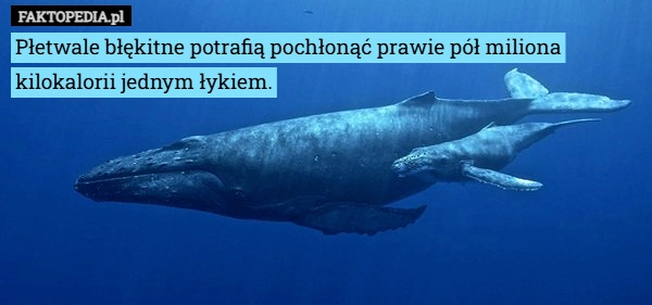 
    Płetwale błękitne potrafią pochłonąć prawie pół miliona...