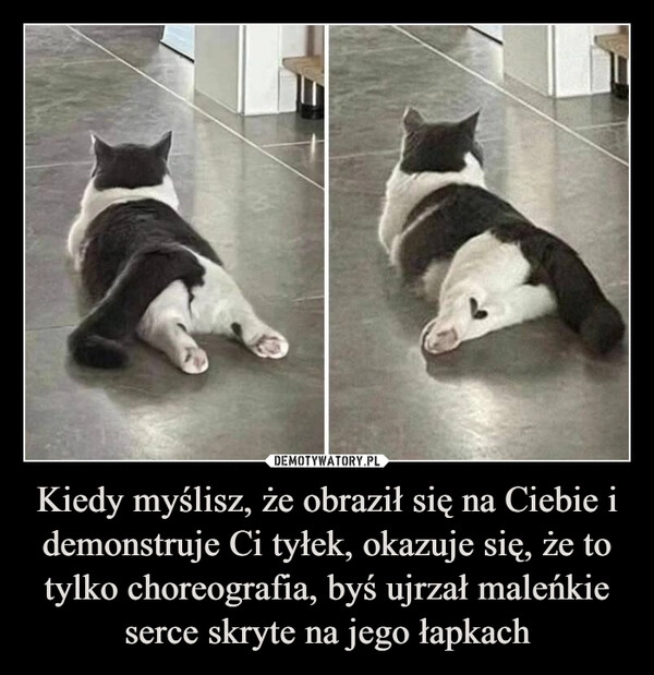 
    Kiedy myślisz, że obraził się na Ciebie i demonstruje Ci tyłek, okazuje się, że to tylko choreografia, byś ujrzał maleńkie serce skryte na jego łapkach