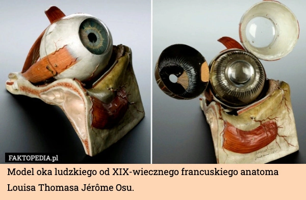
    Model oka ludzkiego od XIX-wiecznego francuskiego anatoma Louisa Thomasa