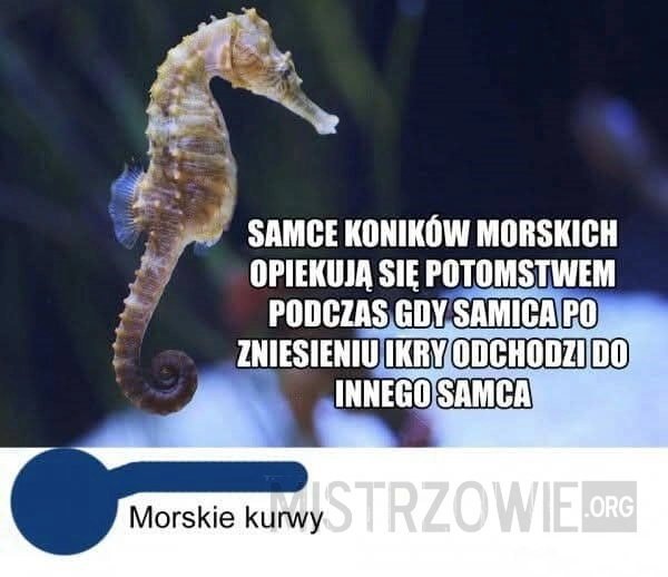 
    Samice koników morskich