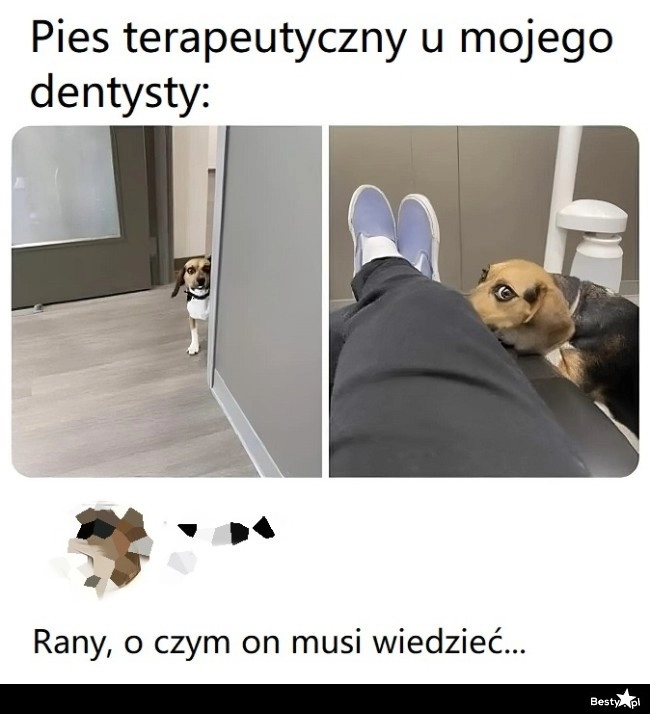 
    Pies terapeutyczny 