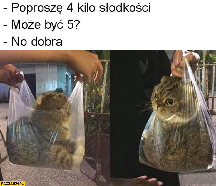 
    Poproszę 4 kilo słodkości, może być 5? No dobra kot w torebce reklamówce