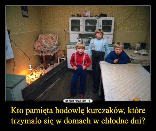 
    Kto pamięta hodowlę kurczaków, które trzymało się w domach w chłodne dni?