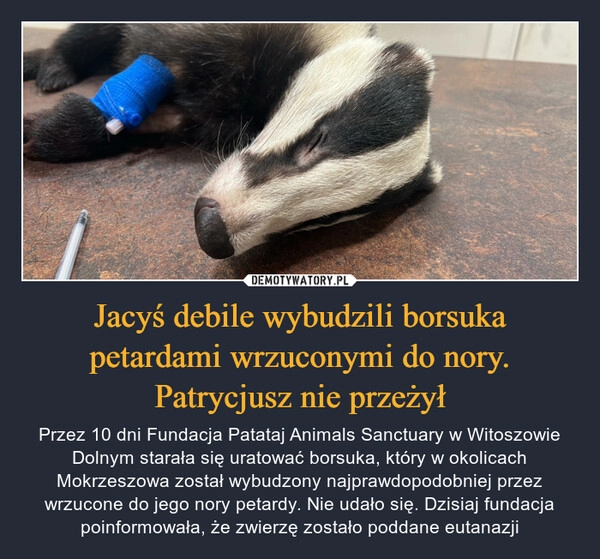 
    Jacyś debile wybudzili borsuka petardami wrzuconymi do nory. Patrycjusz nie przeżył 