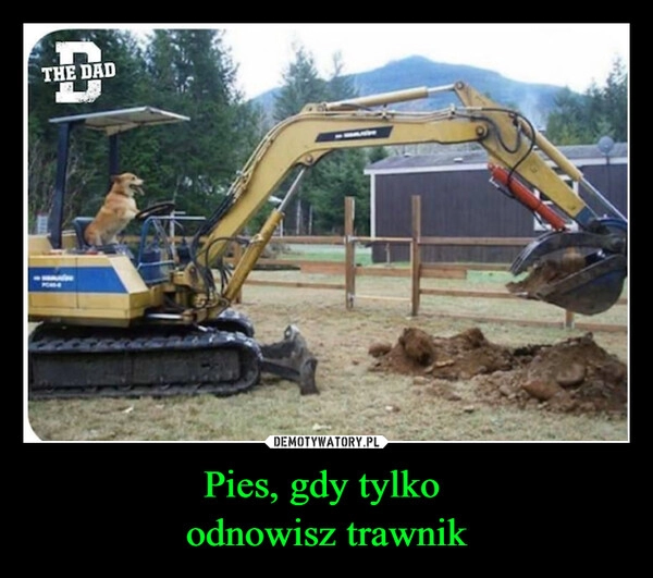 
    Pies, gdy tylko 
odnowisz trawnik