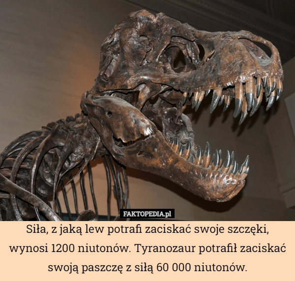 
    Siła, z jaką lew potrafi zaciskać swoje szczęki, wynosi 1200 niutonów. Tyranozaur