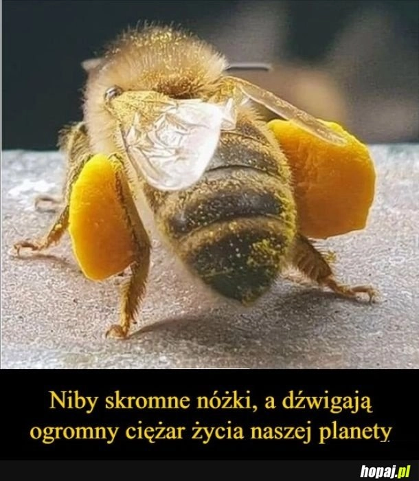 
    Pszczoła